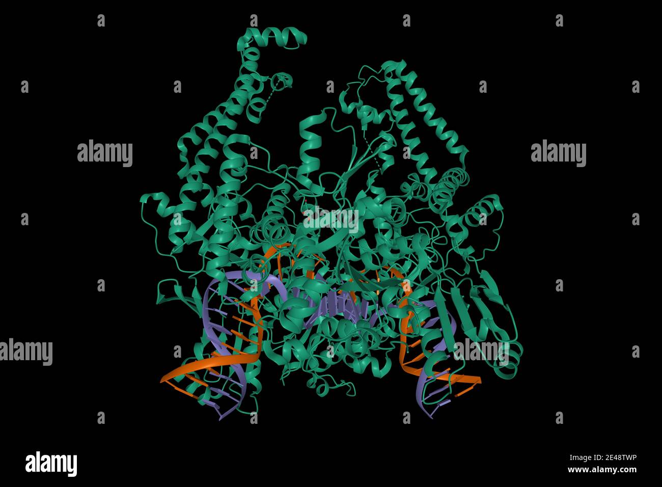 Struktur der topoisomerase II - DNA-Komplex, 3D-Cartoon-Modell, schwarzer Hintergrund Stockfoto