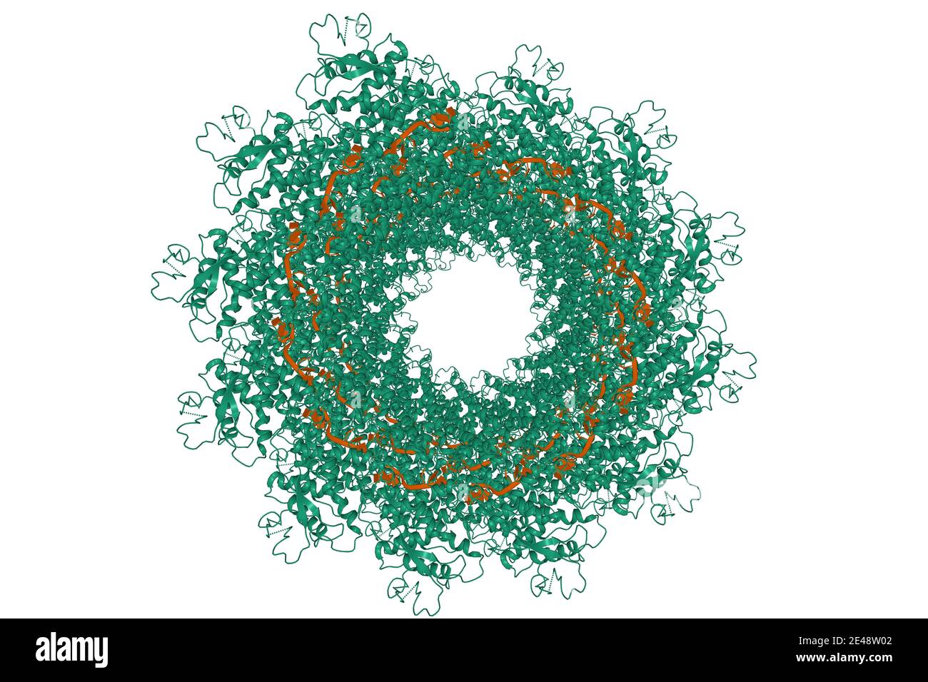 Struktur des Helical Masern Virus Nukleocapsid, 3D-Cartoon-Modell, weißer Hintergrund Stockfoto