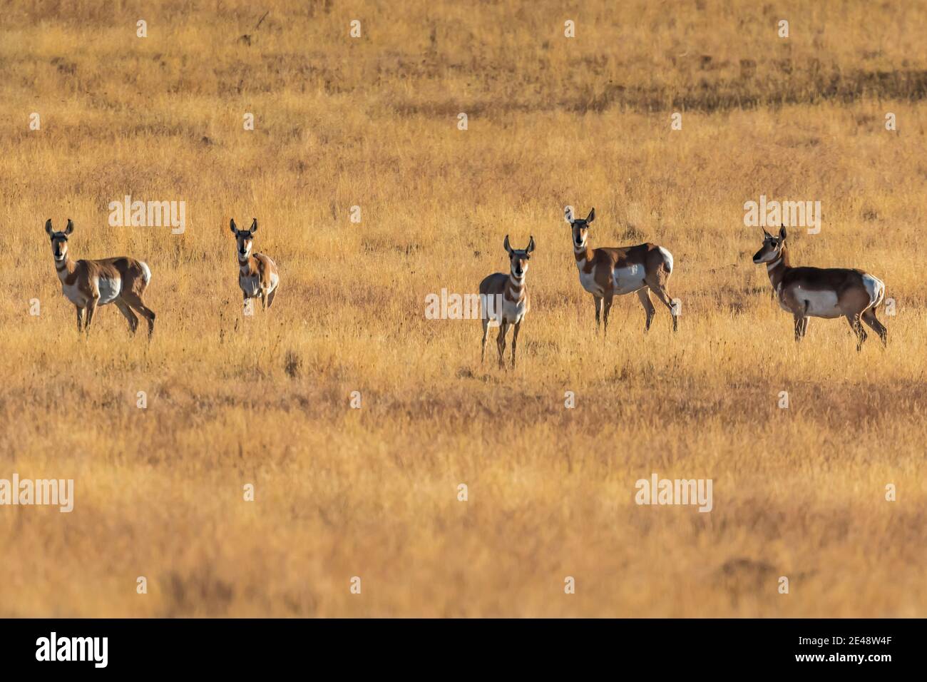 Pronghorns auf dem Grasland von Steens Mountain, Oregon, USA Stockfoto