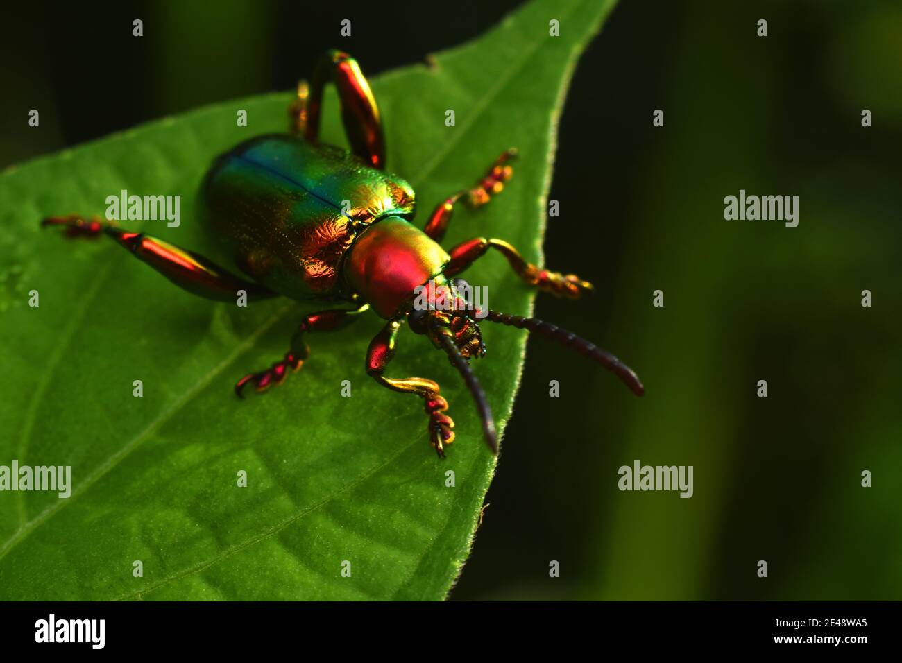 Froschkäfer auf grünem Blatt Stockfoto