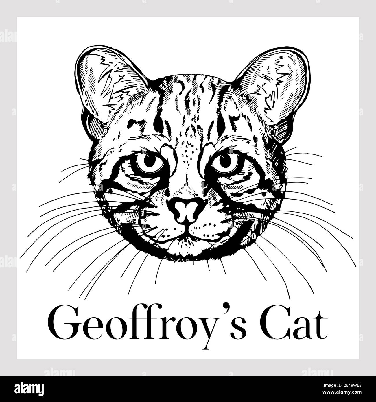 Handgezeichnete Skizze Stil Geoffroys Katze isoliert auf weißem Hintergrund. Vektorgrafik. Stock Vektor