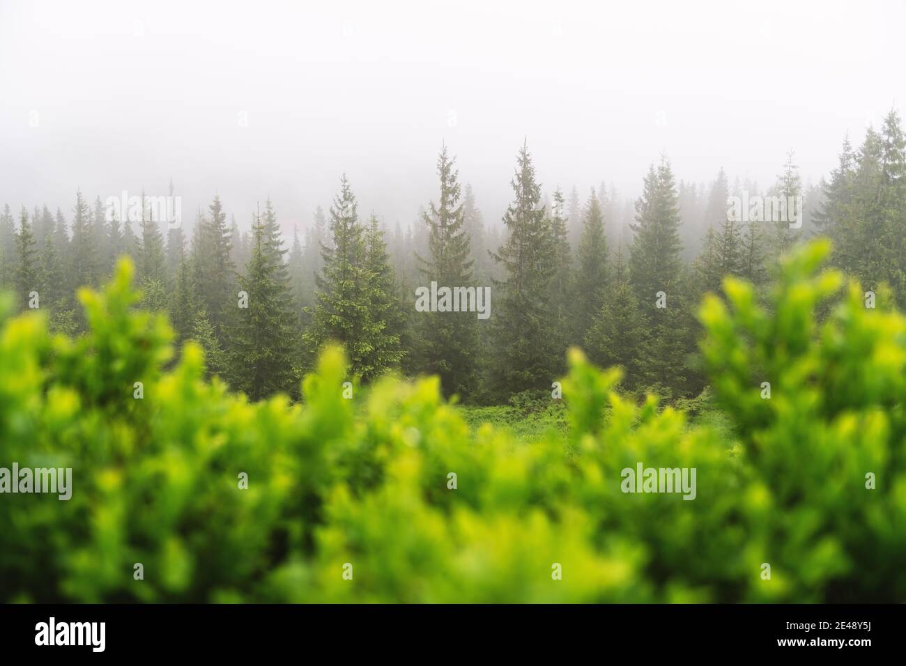 Bergtal bei nebligen Sonnenaufgang. Üppig grüner Heidelbeerbusch auf nebliger Wiese. Ort: Karpaten, Ukraine, Europa Stockfoto