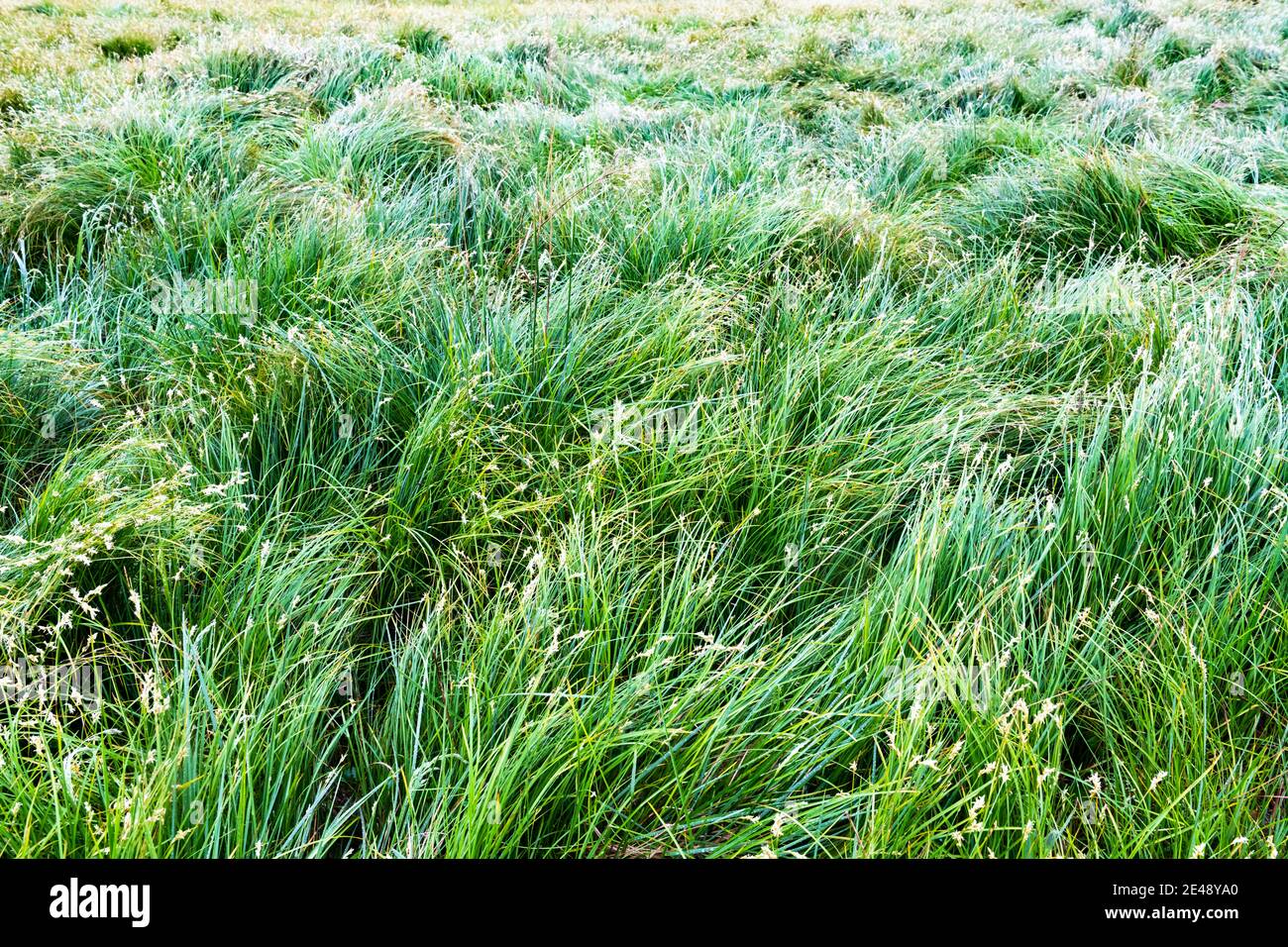 Üppiges grünes Gras auf der Weide aus der Nähe. Natur Hintergrund Stockfoto