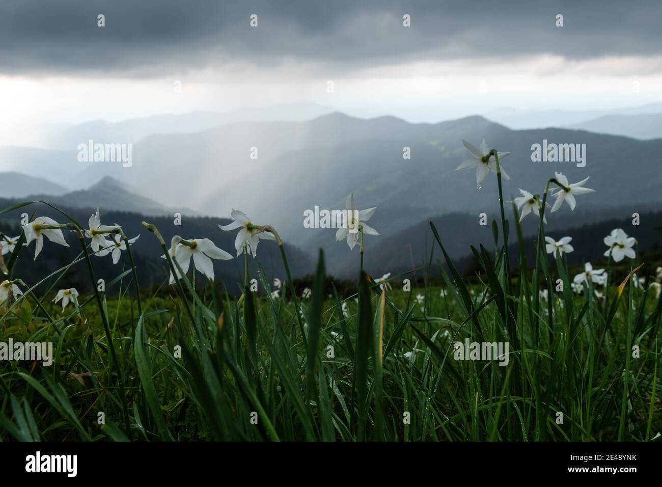 Bergwiese mit weißen Narzissen Blumen bedeckt. Karpaten, Europa. Landschaftsfotografie Stockfoto