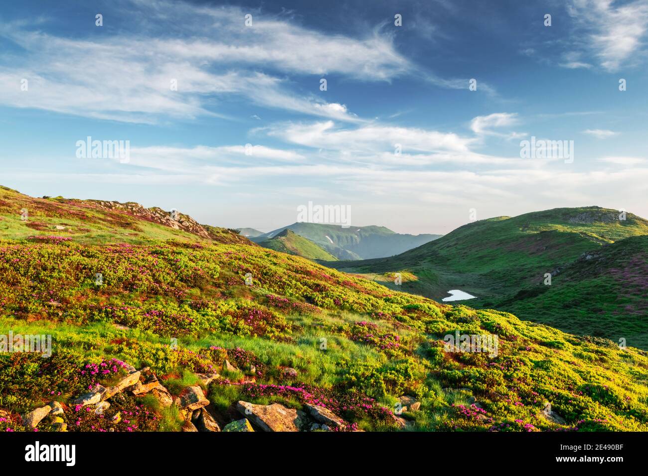 Kleiner herzförmiger Bergsee an grünen Hängen, bedeckt mit rosa blühenden Rhododendronblüten. Flauschige Wolke im blauen Himmel. Sommer Berglandschaft Stockfoto