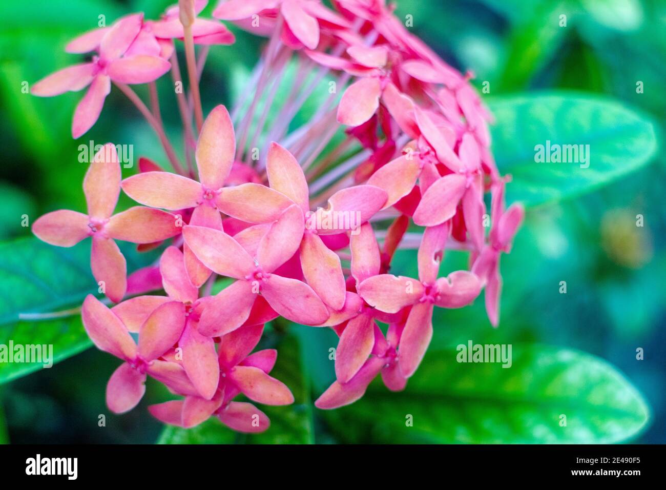 Ixora-Blüten sind beliebte Zierpflanzen Stockfoto