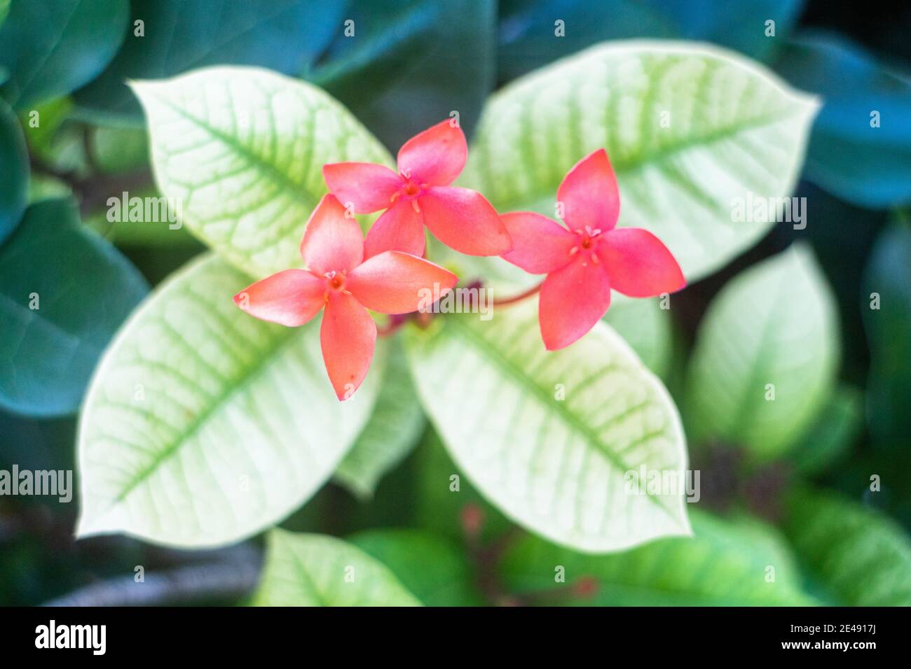 Ixora-Blüten sind beliebte Zierpflanzen Stockfoto