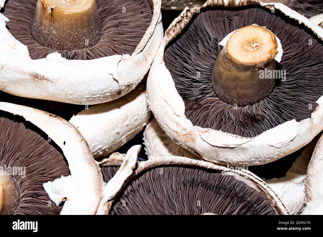 Frische Pilze Auswahl Bio portobello Stockfoto