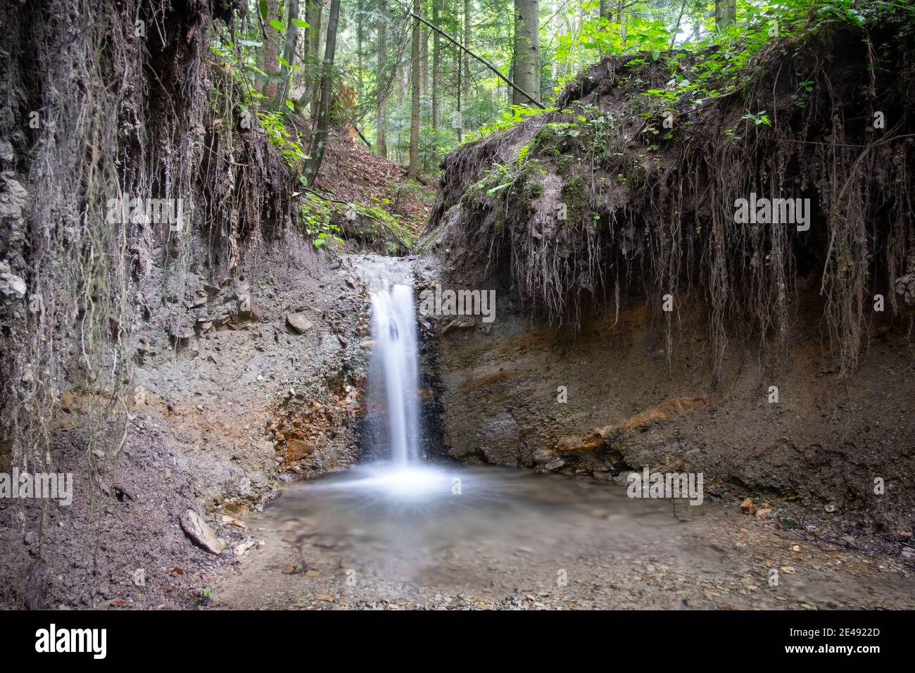 Klare Bergbach im üppigen Wald. Wildnisszene mit reinem Wasser und Baumwurzeln. Natur Hintergrund Stockfoto