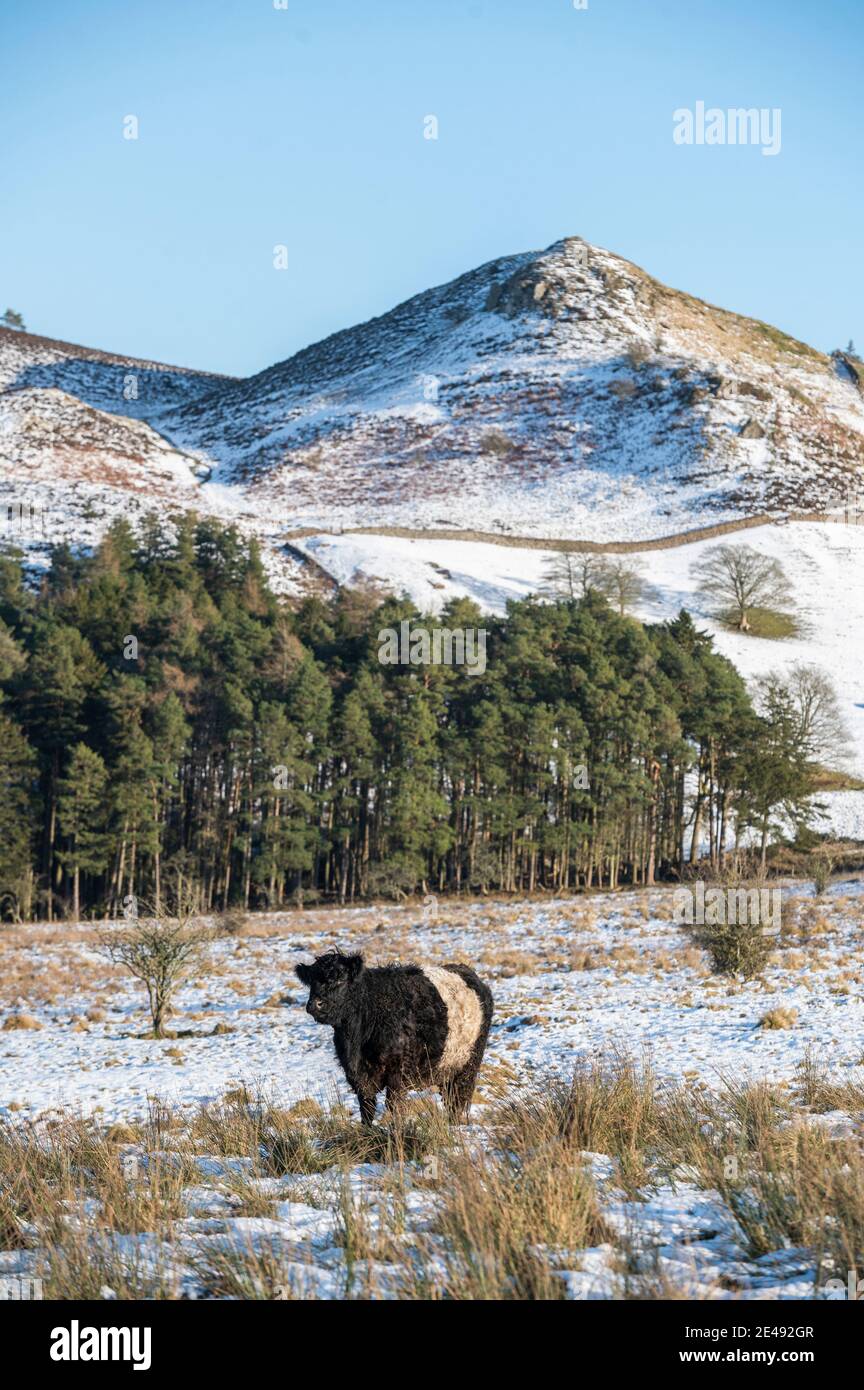 Melrose Scottish Borders, Großbritannien. Januar 2021. VEREINIGTES KÖNIGREICH. Schottland, Großbritannien, kaltes Wetter, Schnee. Belted Galloway Kühe mit dem unverwechselbaren weißen Streifen um die Mitte des Körpers, grasen auf Gras Moorland durch den Schnee auf Feldern am Fuße der Eildon Hills Range in der Nähe von Melrose, Scottish Borders heute. Quelle: phil wilkinson/Alamy Live News Stockfoto