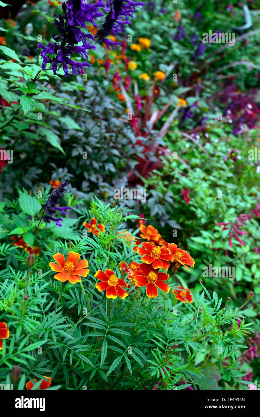 tagesetes Patula, Orange, Blume, Blumen, Blüte, Ringelblume, exotisch, Garten, Mischung, gemischte Pflanzschema, gemischte Pflanzenkombination, RM Floral Stockfoto
