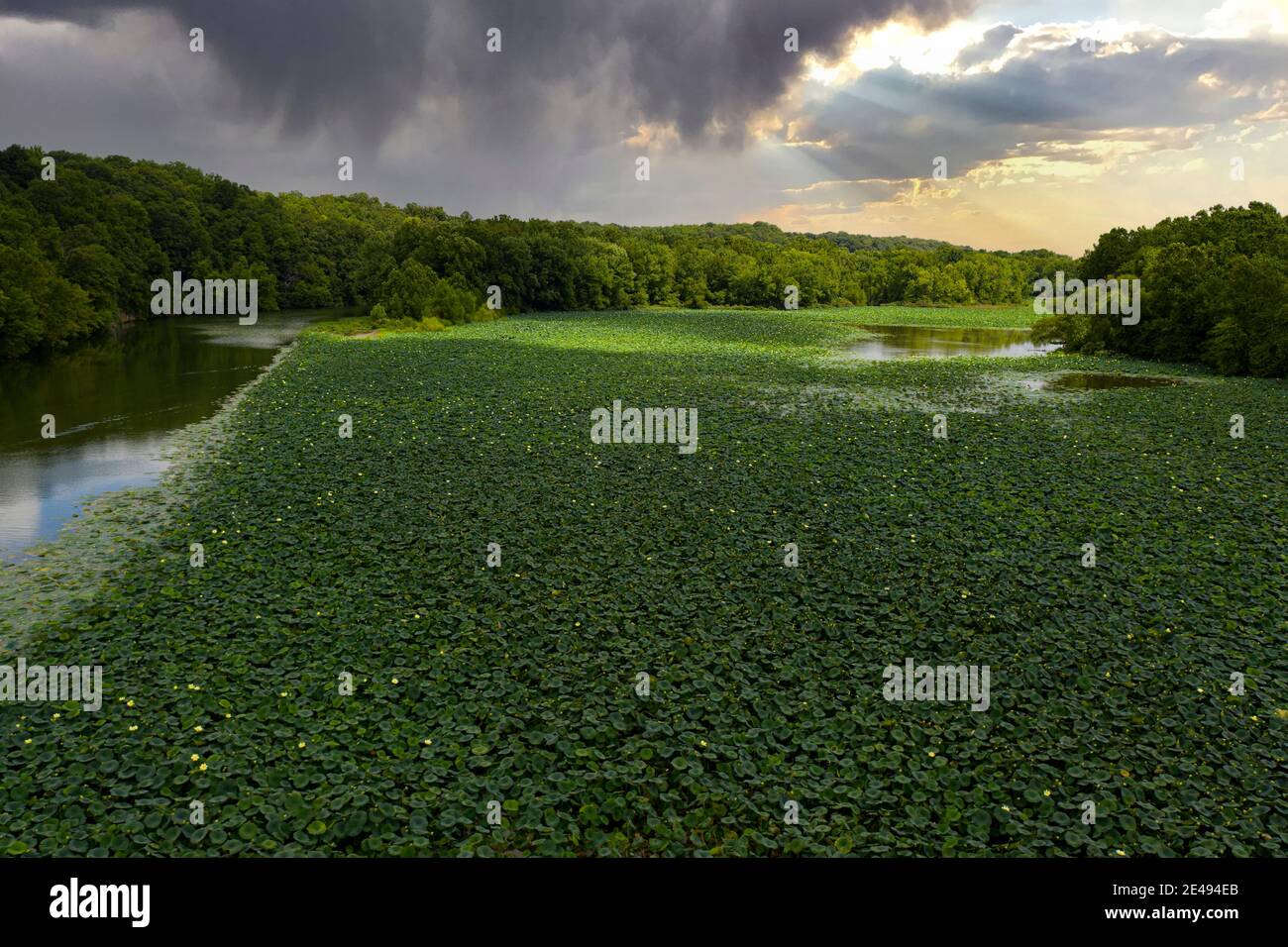 Lilly Pads auf Lake Springfield und Sturm brauen im Hintergrund Stockfoto