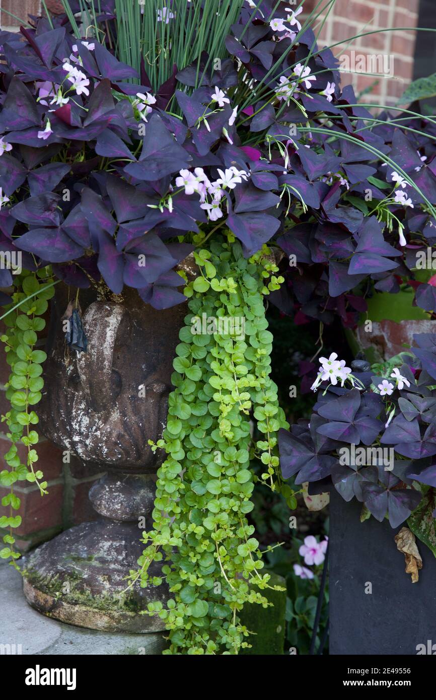 Creeping jenny lysimachia nummularia -Fotos und -Bildmaterial in hoher  Auflsung  Alamy