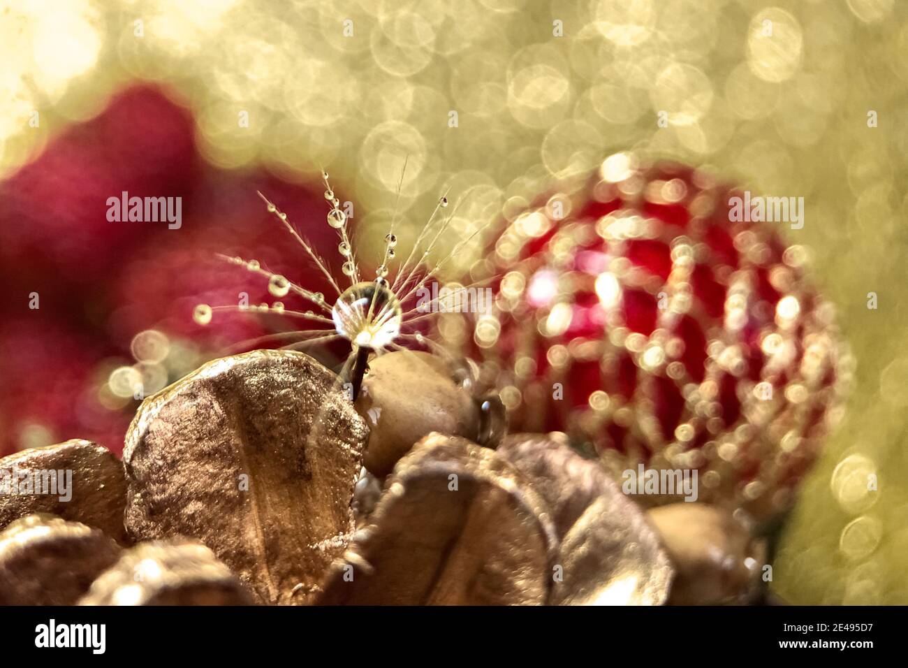 Löwenzahn Flusen mit einem Tropfen Wasser auf einem verschwommenen Hintergrund von Weihnachtsbaumschmuck und goldenem Bokeh. Macrophoto. Stockfoto