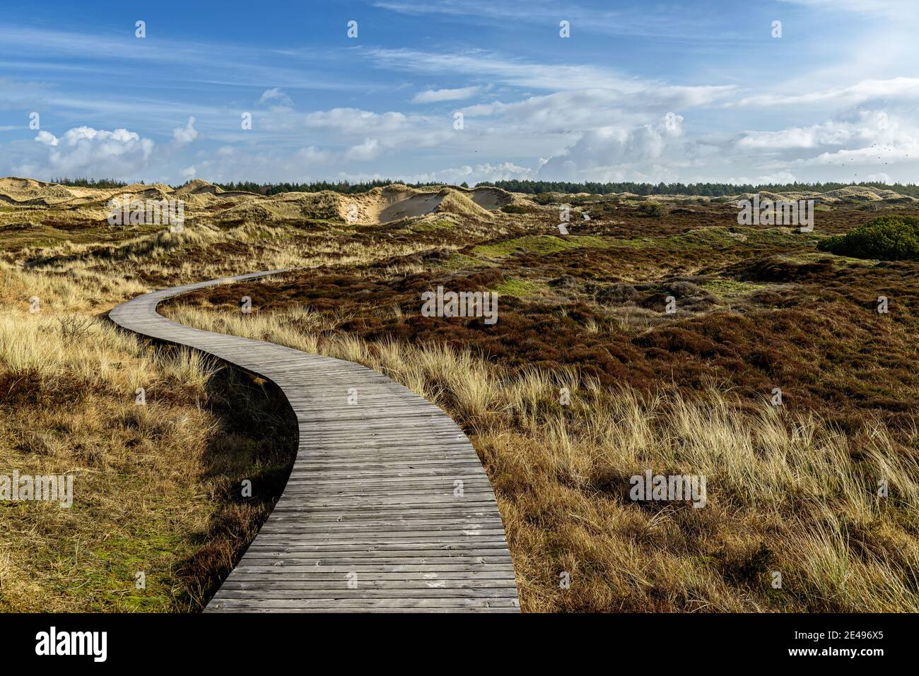 Dünen, Strand, Dünental, Strandgras, Wind, Sandfahnen, Vordunen, Nordsee, Nordseestrand, Planken, Holzplanken, Plankengang Stockfoto