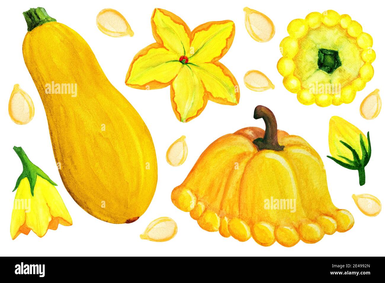 Orange patissons und Squash Elemente isoliert auf weißem Hintergrund. Stockfoto
