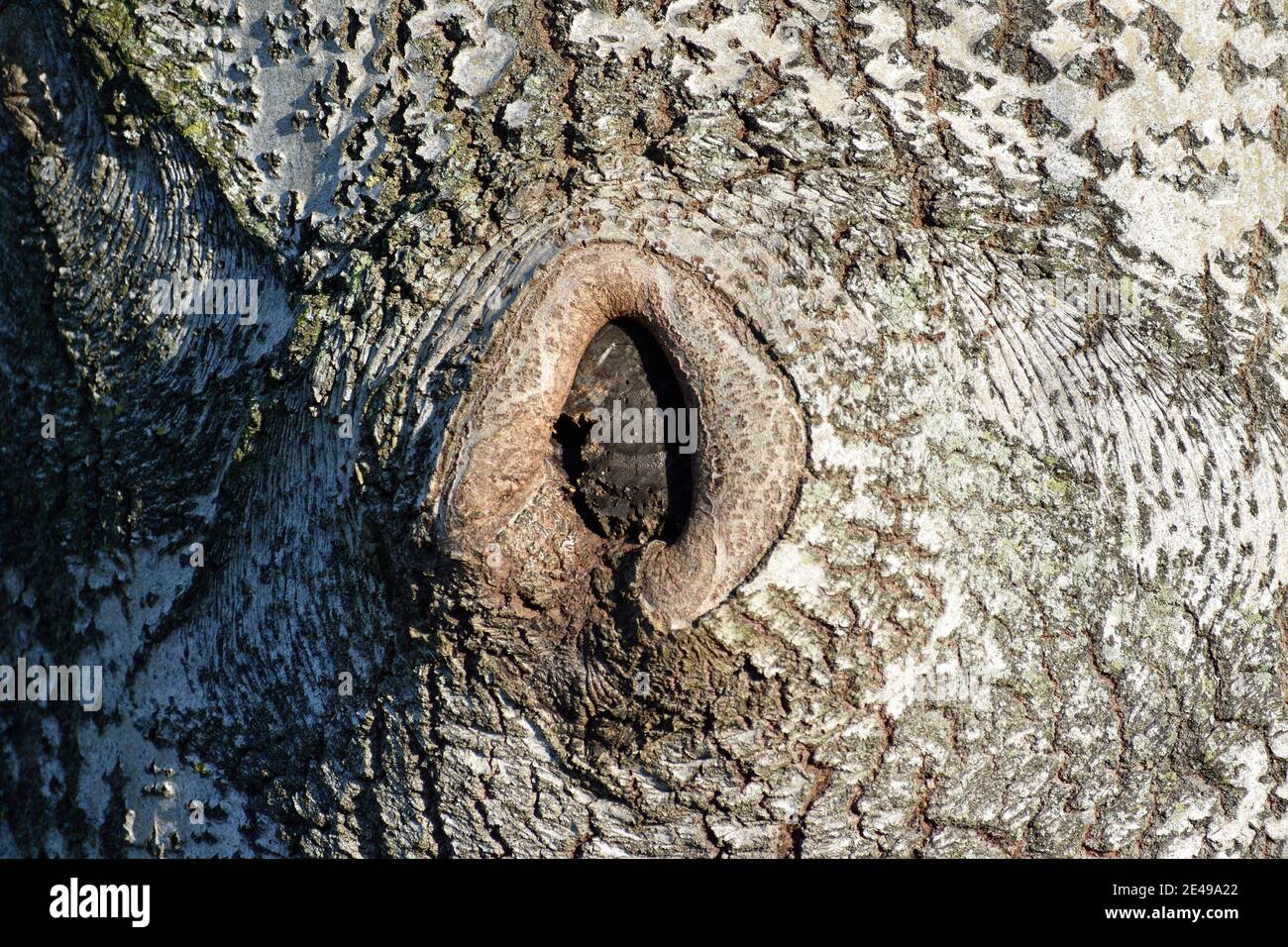 Baumrinde mit Nahaufnahme Detail von interessanten Knoten Stockfoto