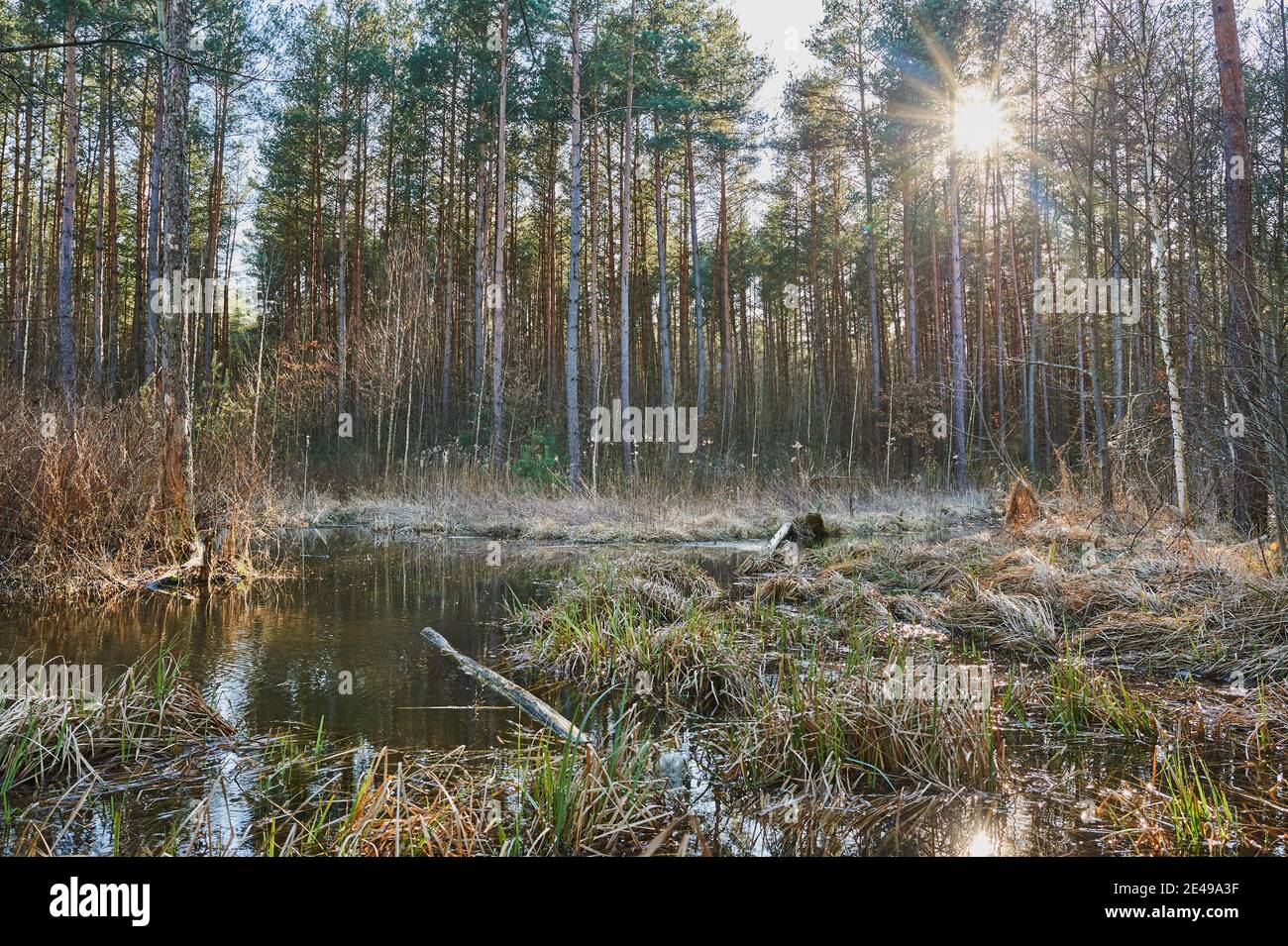 Teich am Rande des Jägersees, Franken, Bayern, Deutschland Stockfoto