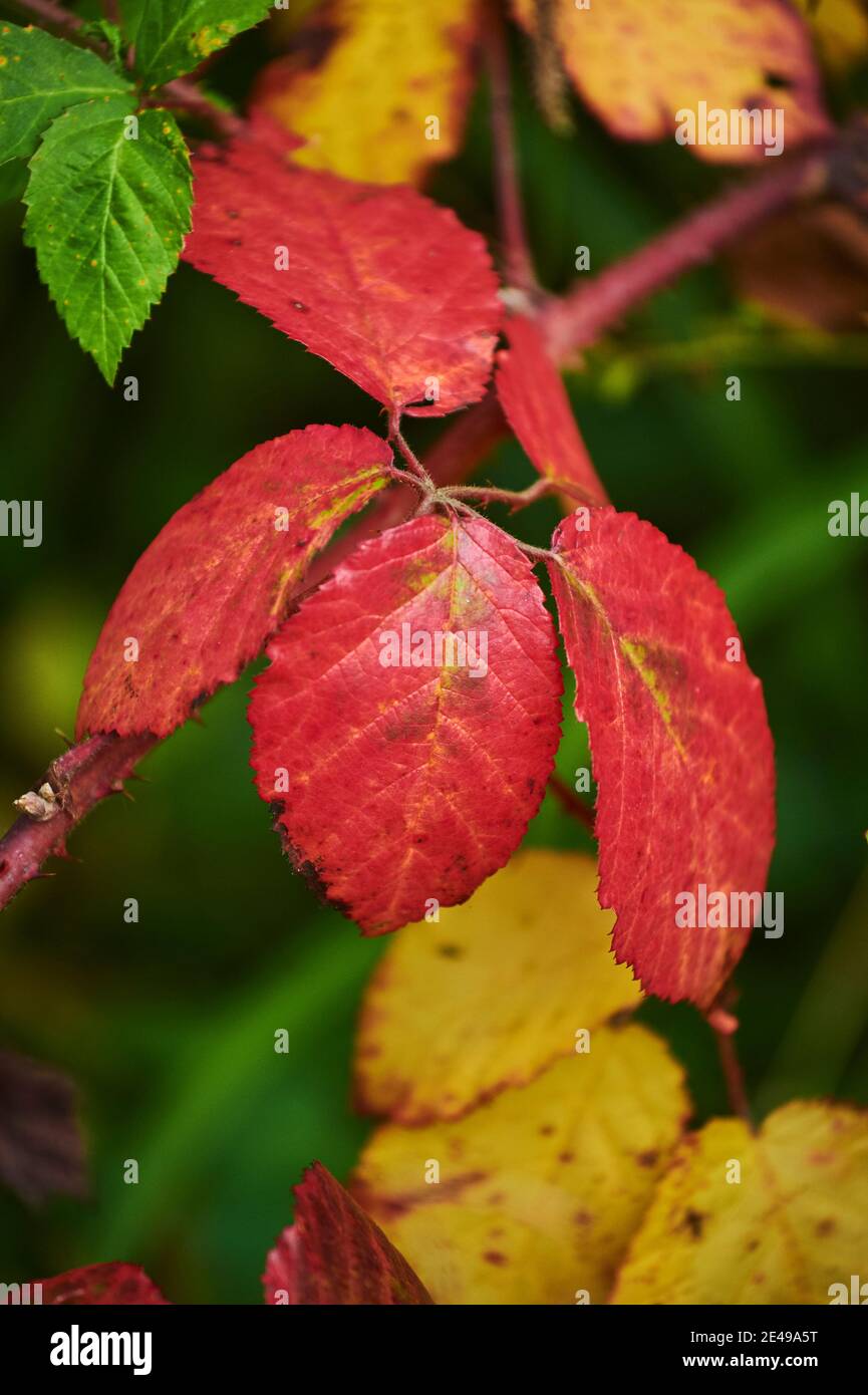 Brombeerblätter (Rubus fruticosus), Bayern, Deutschland Stockfoto