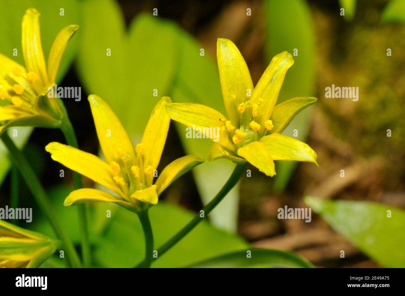 Gelber Stern-von-Bethlehem, Gagea lutea, Liliaceae Familie, wachsen im Wald auf grundlegende Böden. Selten, aber lokal reichlich. Blumen April-mai, auf Mendi Stockfoto