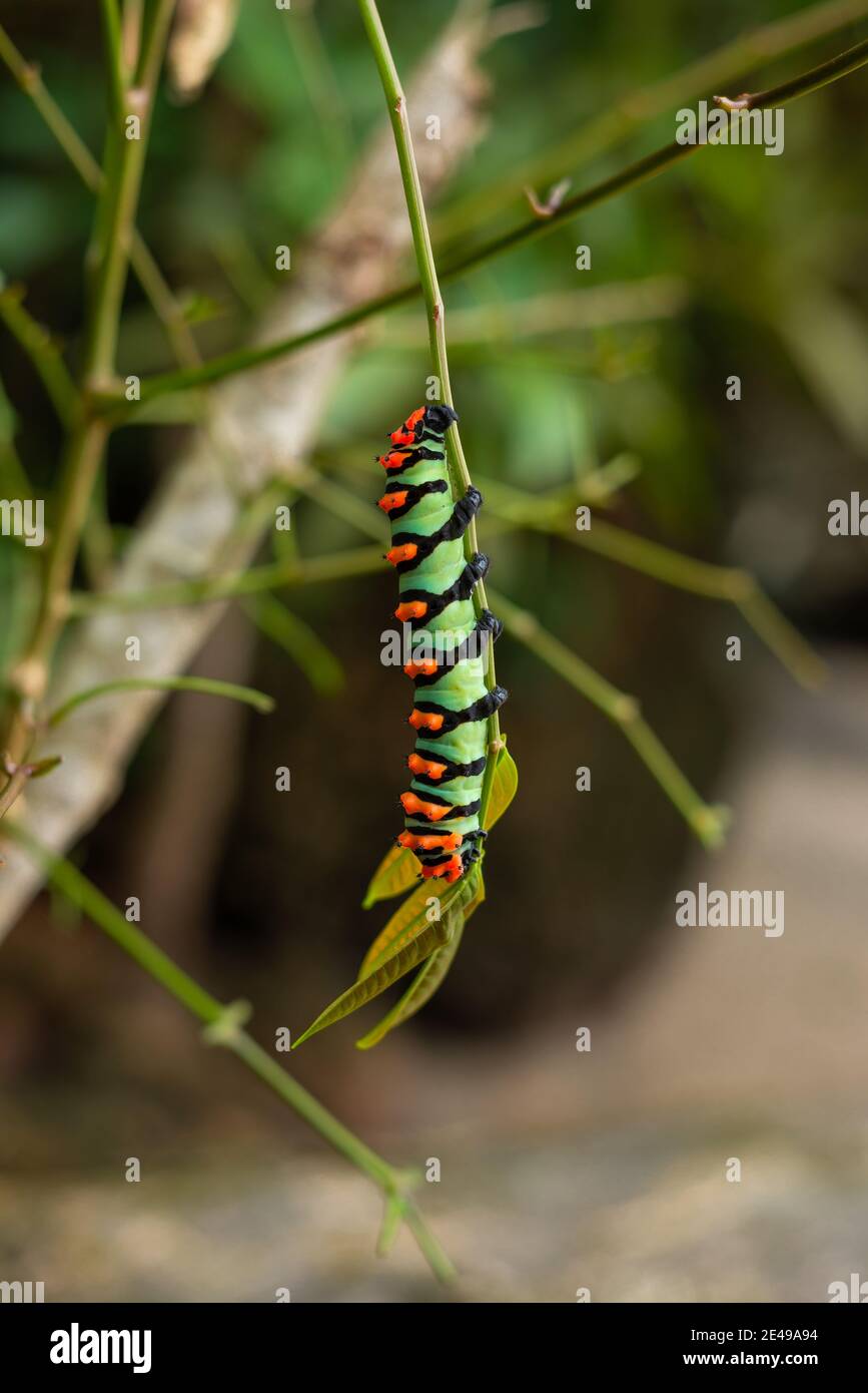 Caterpillar im Amazonas-Regenwald, Brasilien. Stockfoto
