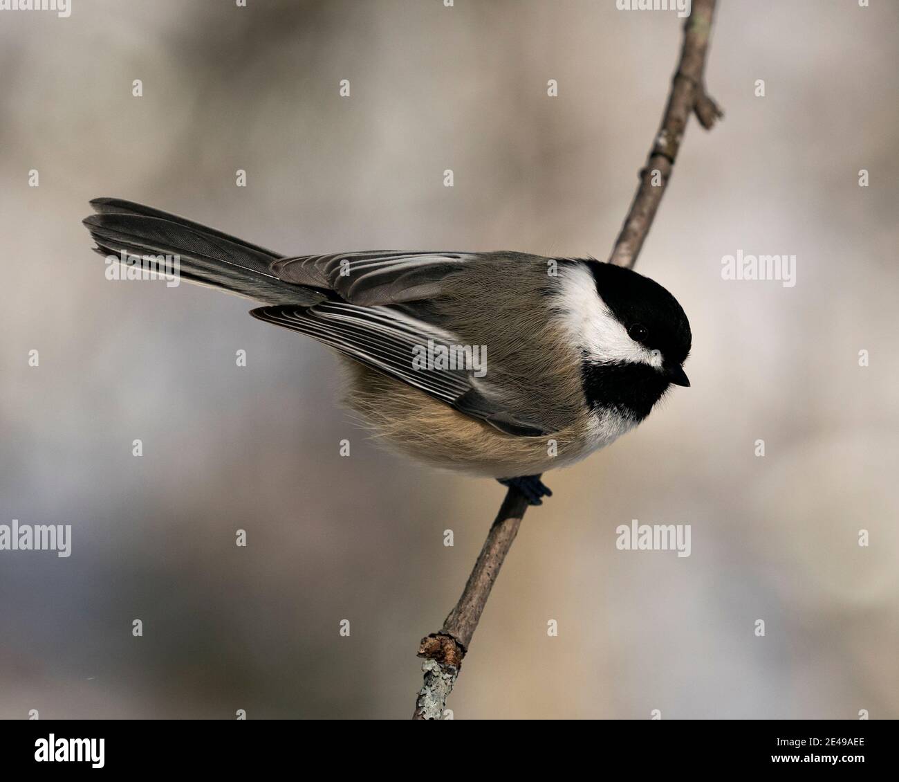 Chickadee Nahaufnahme Profil Ansicht auf einem Baum Zweig mit einem verschwommenen Hintergrund in seiner Umgebung und Lebensraum, zeigt graue Feder Gefieder Flügel und Schwanz Stockfoto