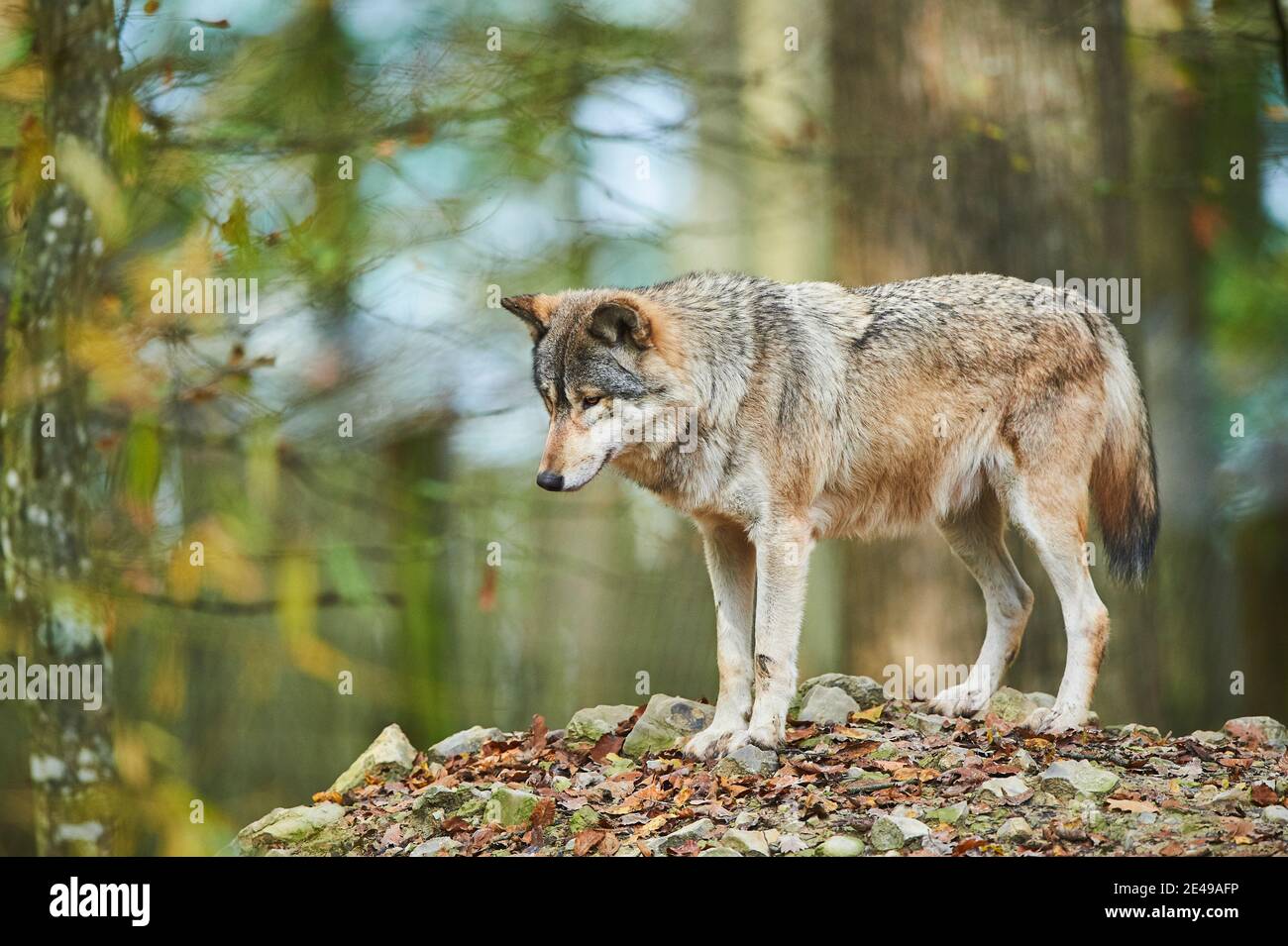 Timberwolf, Canis lupus lycaon, Waldrand, Stand, seitlich, Stockfoto