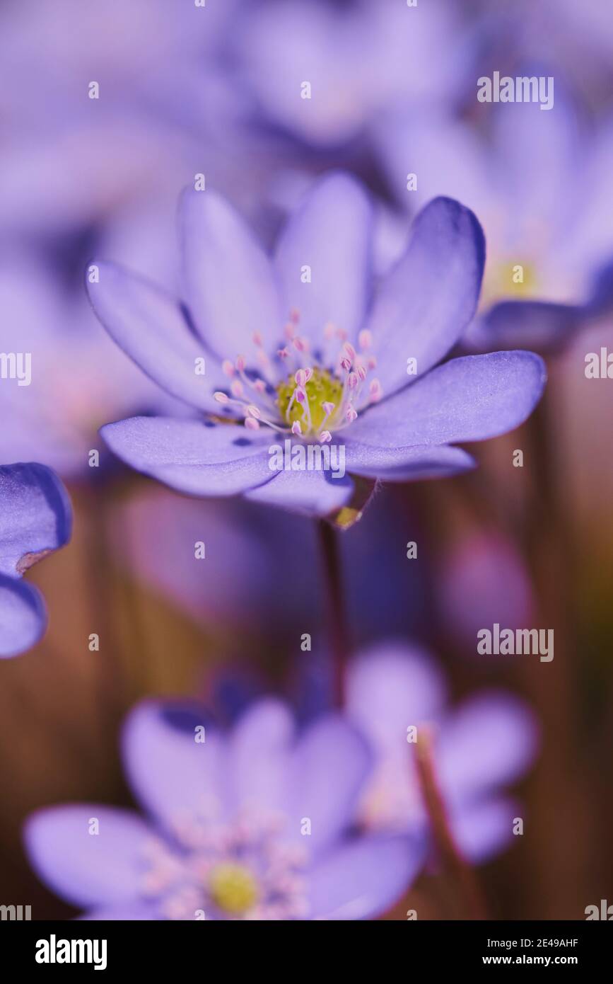 Leberblümchen (Anemone hepatica), blühend, Bayern, Deutschland Stockfoto