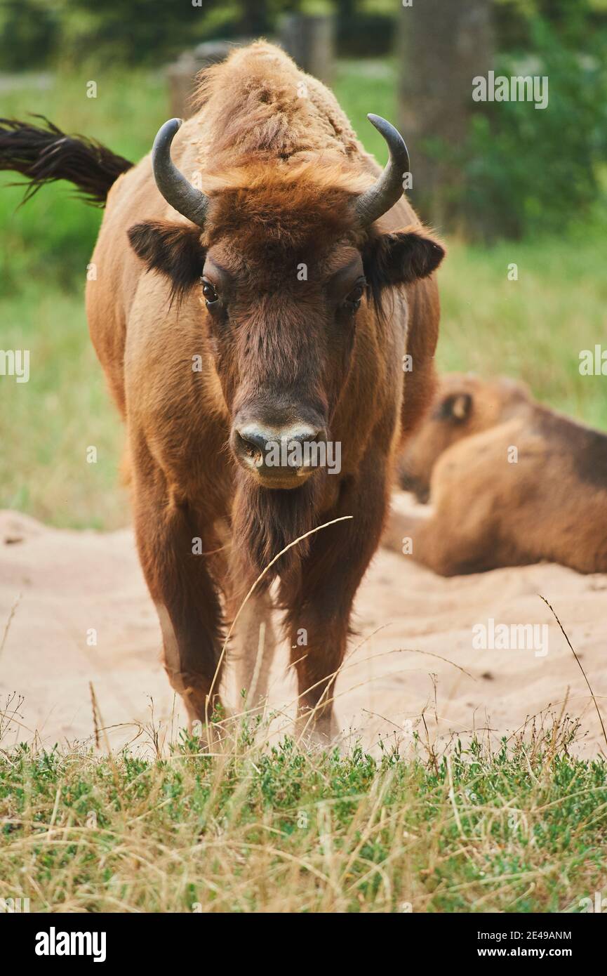 Europäischer Bison (Bison bonasus), steht frontal, Bayern, Deutschland