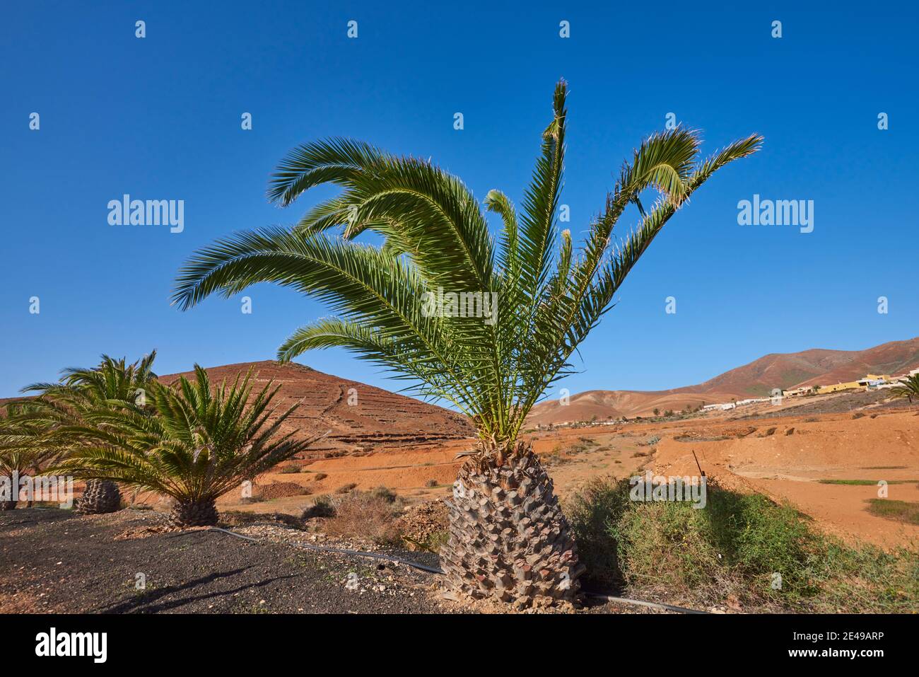 Kanarische Dattelpalme (Phoenix canariensis) in karger Berglandschaft, Fuerteventura, Kanarische Inseln, Spanien Stockfoto