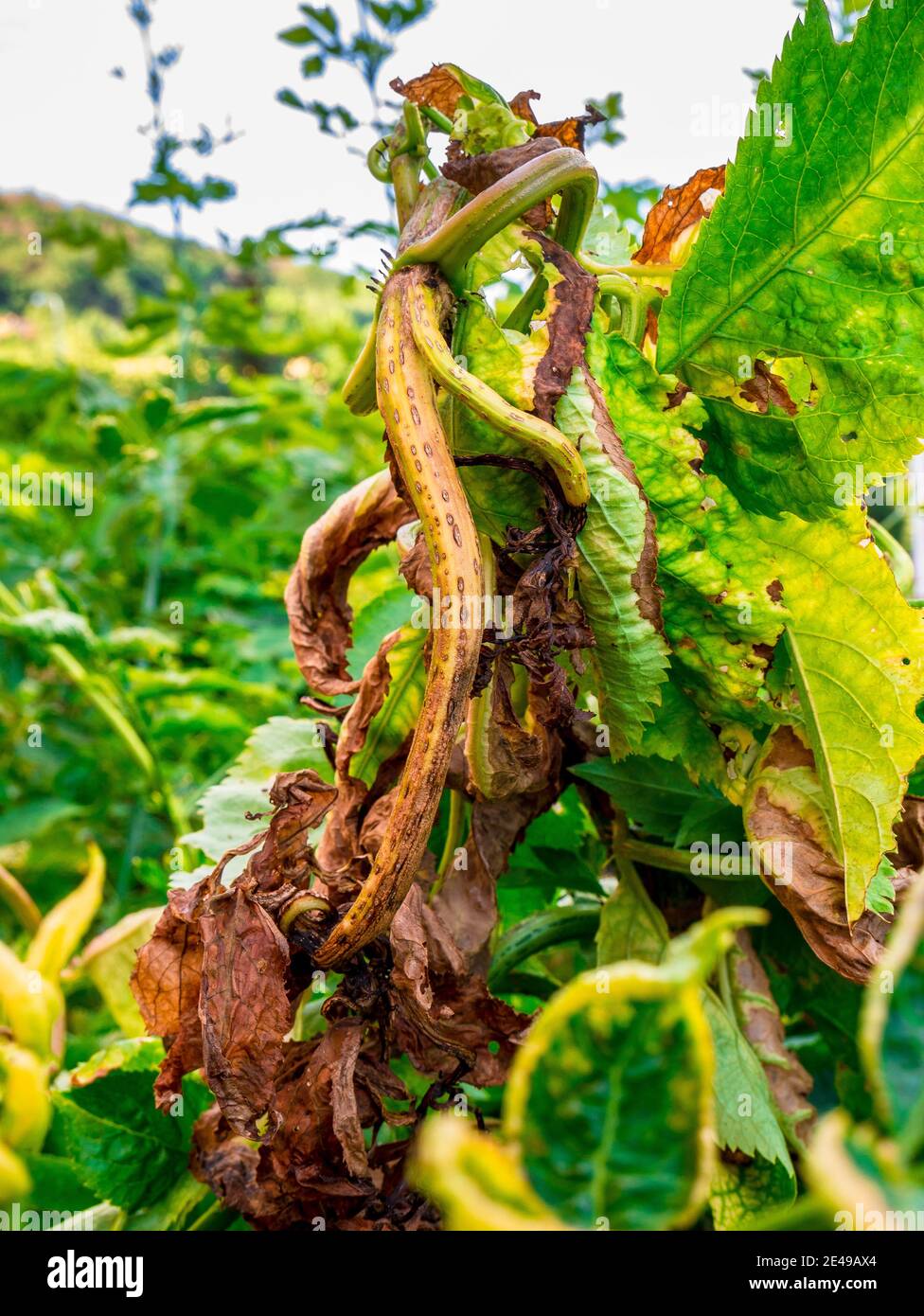 Europäischer schwarzer Holunderbeerstrauch (Sambucus nigra), der durch Parasiten beschädigt wird, stirbt langsam ab Stockfoto