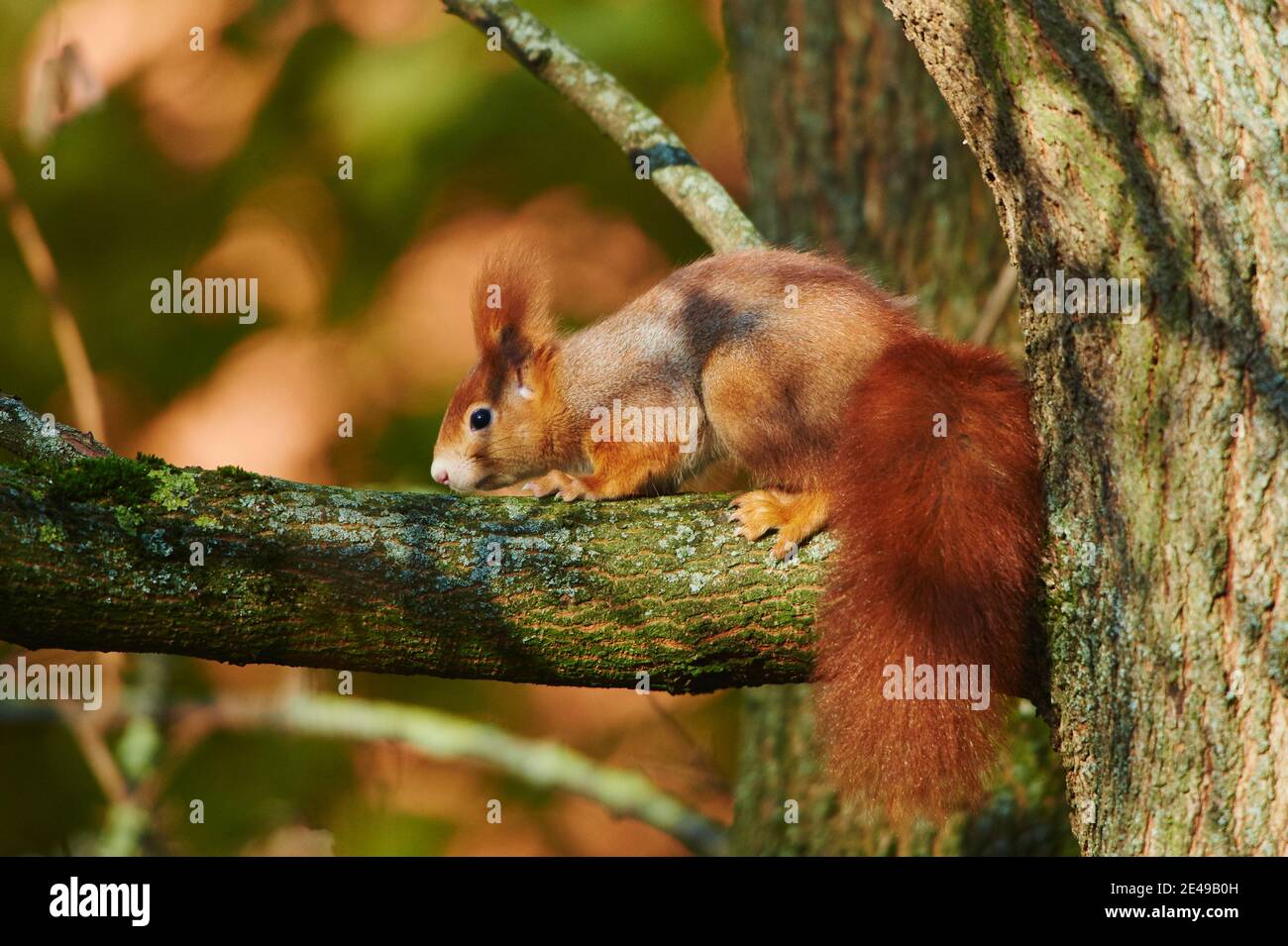 Europäisches Rothörnchen (Sciurus vulgaris) in einer Baumgabel sitzend, Bayern, Deutschland Stockfoto