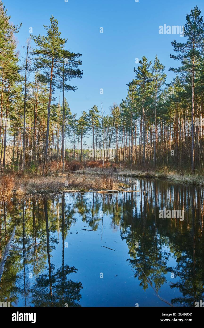 Teich am Rande des Jägersees, Franken, Bayern, Deutschland Stockfoto