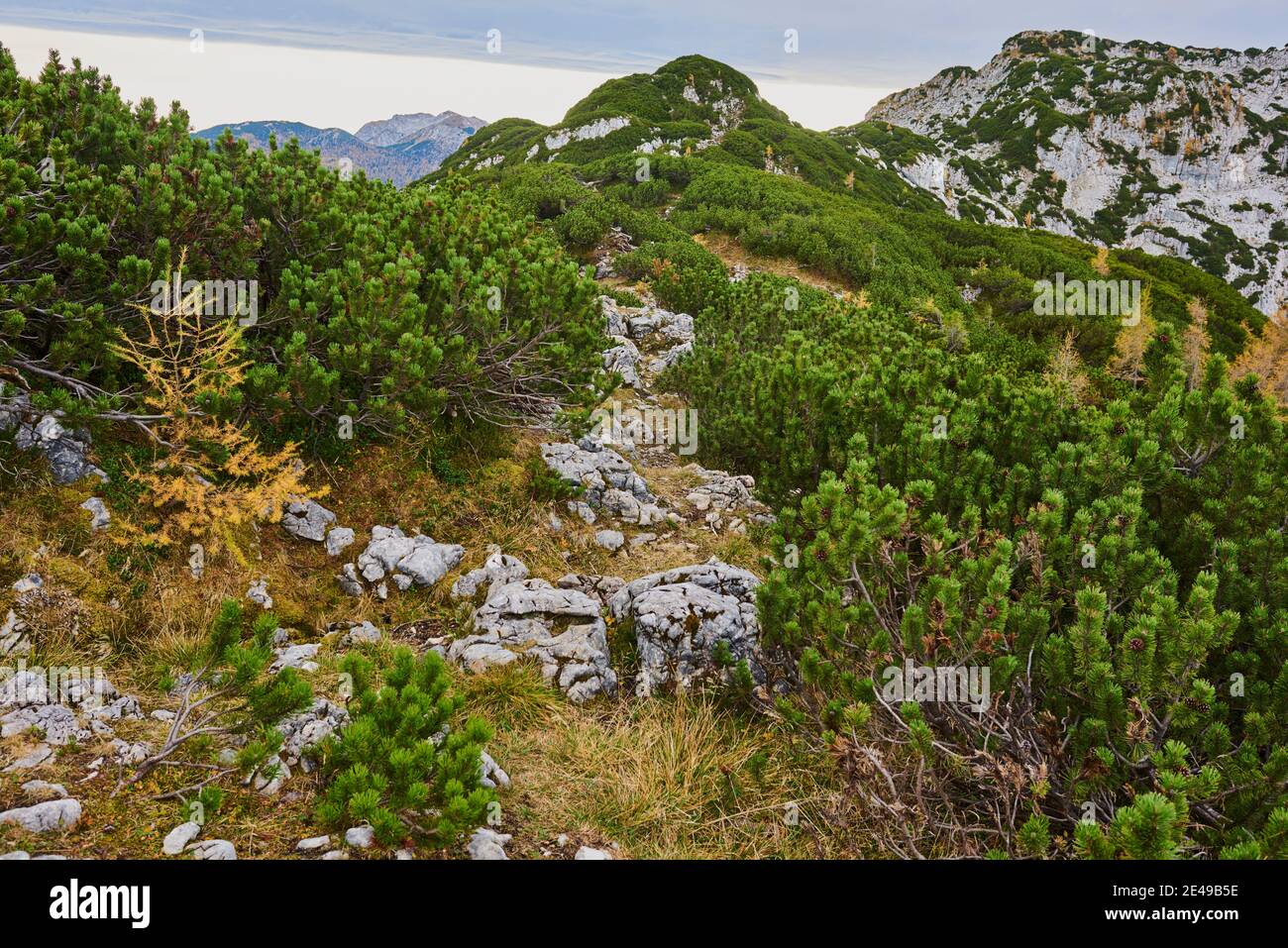 Pinien oder Pinien (Pinus mango) und herbstliche Lärchen (Larix lyallii) auf dem Gipfelgrat des Kleinen Göll, Berg, Salzburg, Österreich Stockfoto