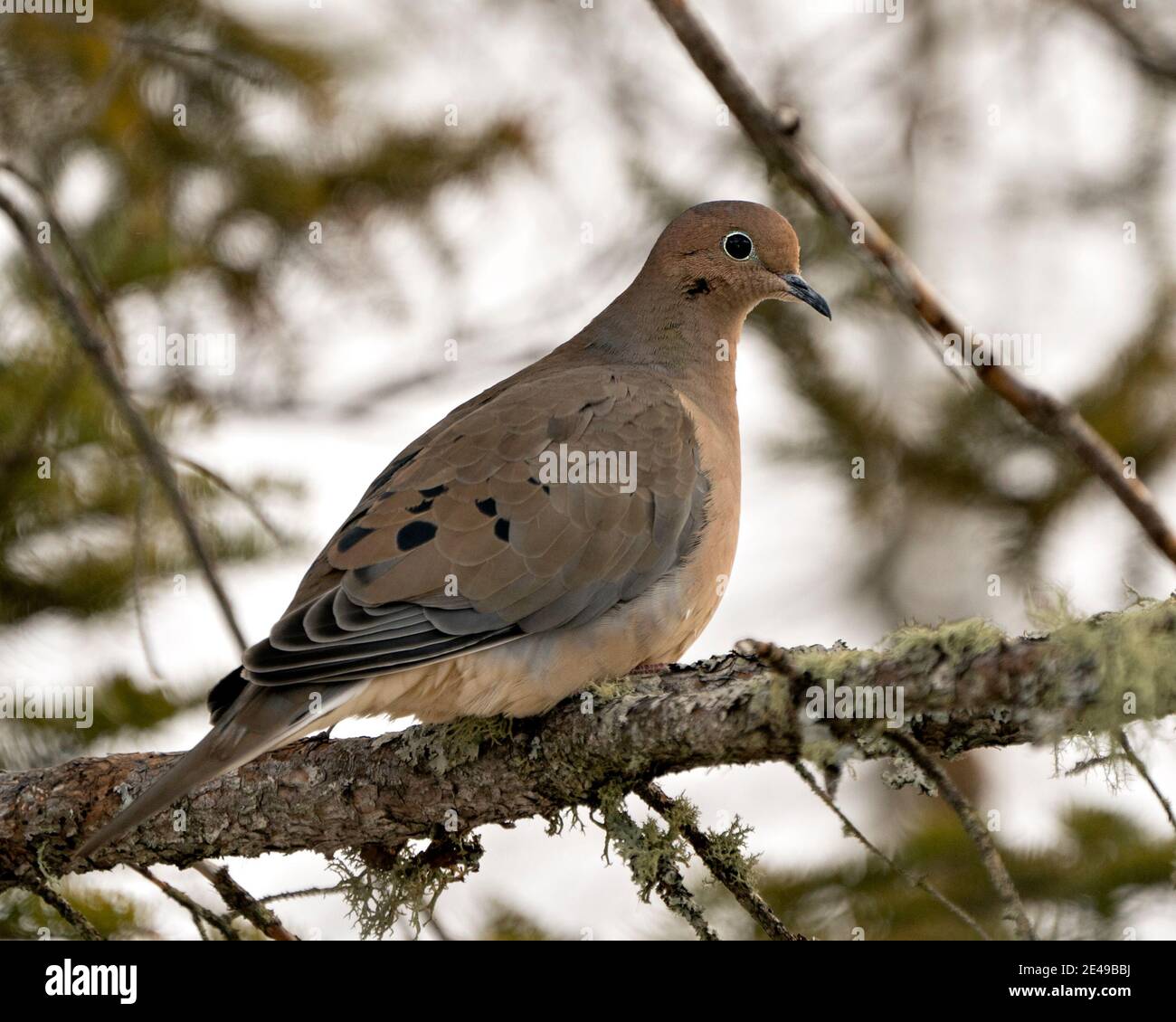 Mourning Dove Nahaufnahme Profilansicht mit geschwollenen Federgefieder und einem verschwommenen Hintergrund in seiner Umgebung und Lebensraum thront. Bild. Bild, Hochformat. Stockfoto