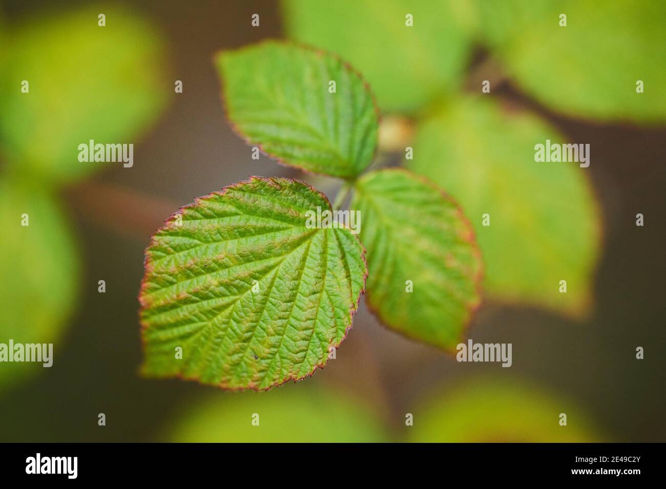 Brombeerblätter (Rubus fruticosus), Bayern, Deutschland Stockfoto