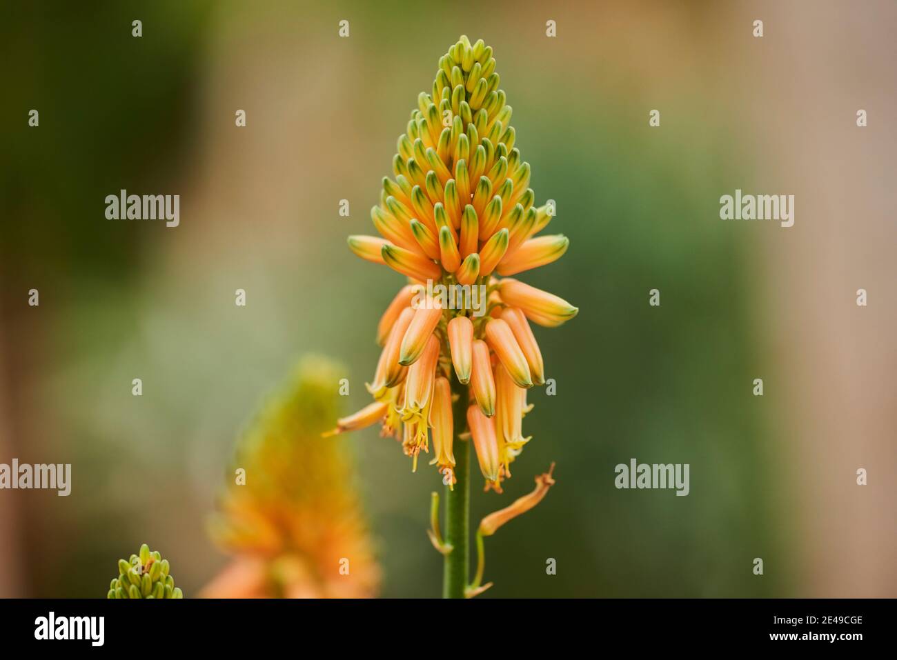 Blühende Aloe Vera (Aloe Vera), Vorkommen auf Gran Canaria, Kanarische Inseln, Deutschland Stockfoto