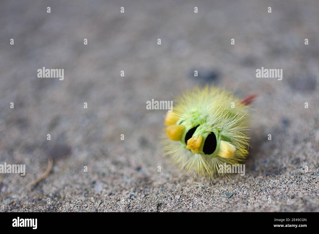 Pale Tussock Moth Caterpillar Stockfoto