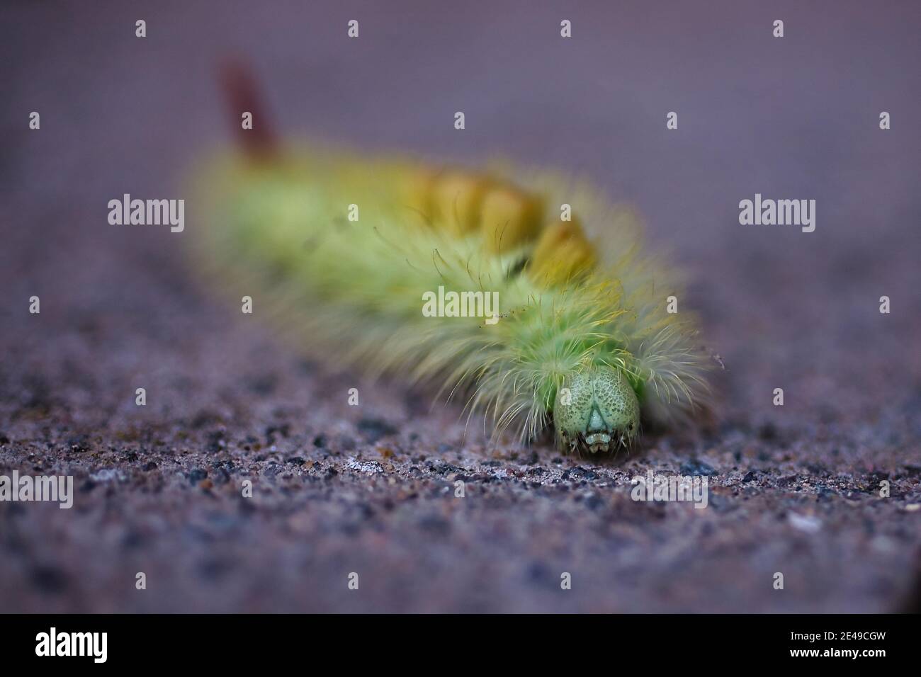 Pale Tussock Moth Caterpillar Stockfoto