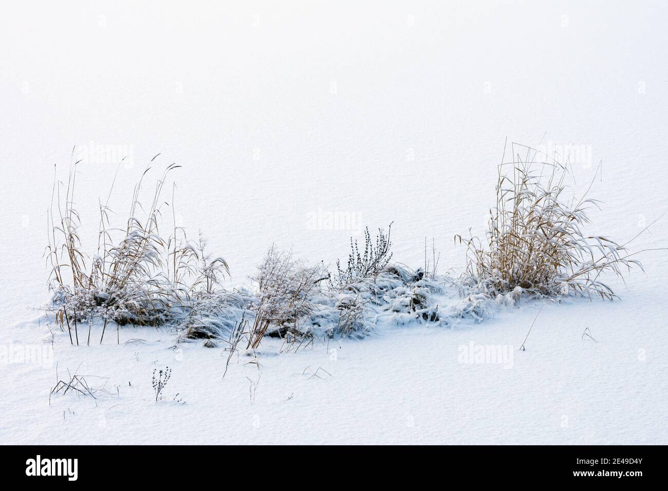 Getrocknete Pflanzen im Schnee Stockfoto