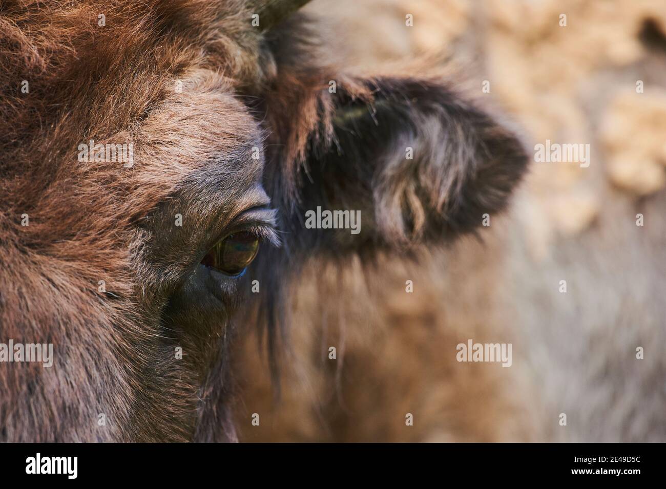 Wisent (Bison bonasus), frontal, Portrait, Bayern, Deutschland, Europa Stockfoto