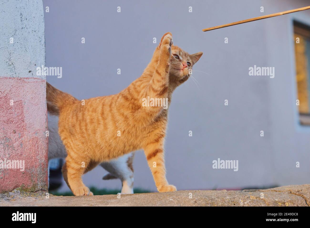 Hauskatze (Felis catus), an einer Steinmauer im Abendlicht, Deutschland Stockfoto