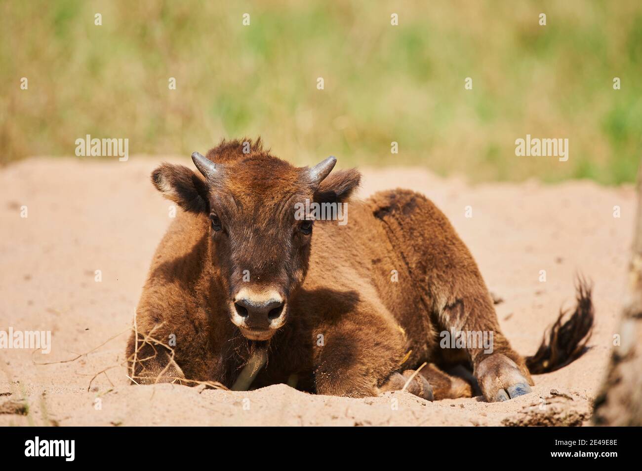 Europäischer Bison (Bison bonasus), frontal, liegend, Bayern, Deutschland, Europa Stockfoto