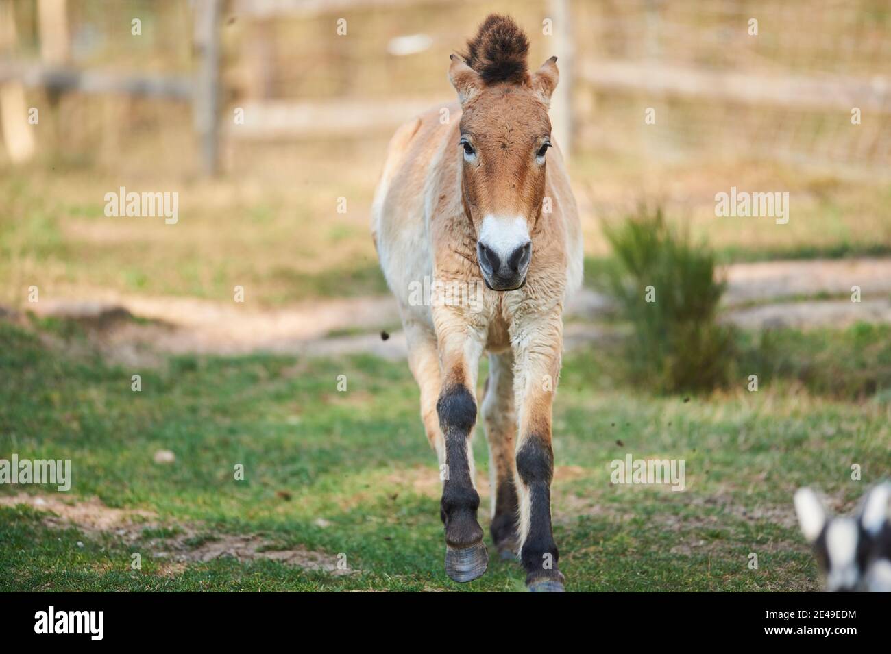 Przewalski Pferd, Equus ferus, Kopf-an, Wandern, Wiese, Bayern, Deutschland Stockfoto