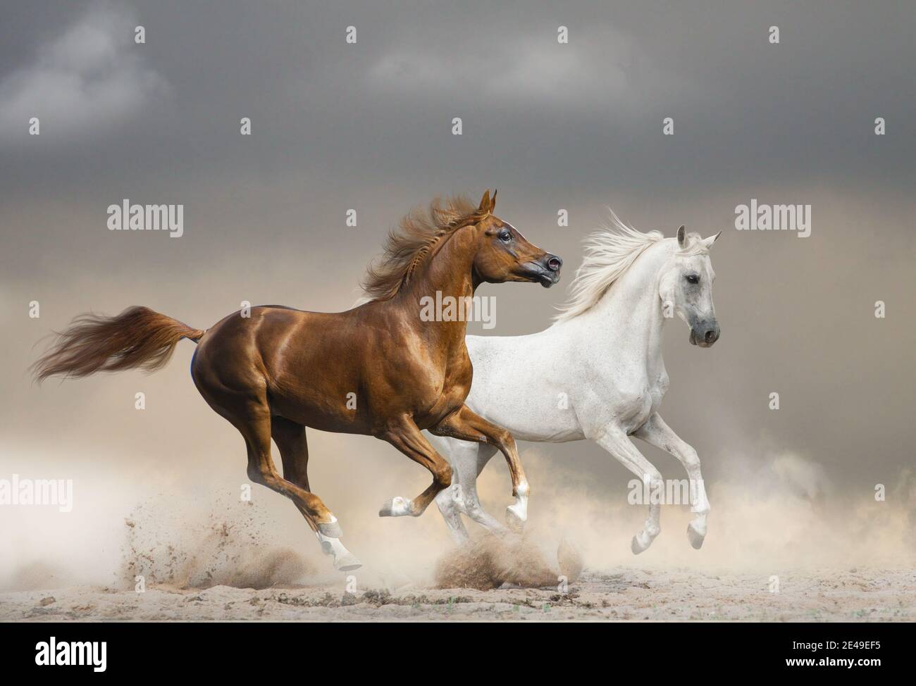 Arabische Pferde laufen wild gegen den stürmischen Himmel in der Wüste Stockfoto