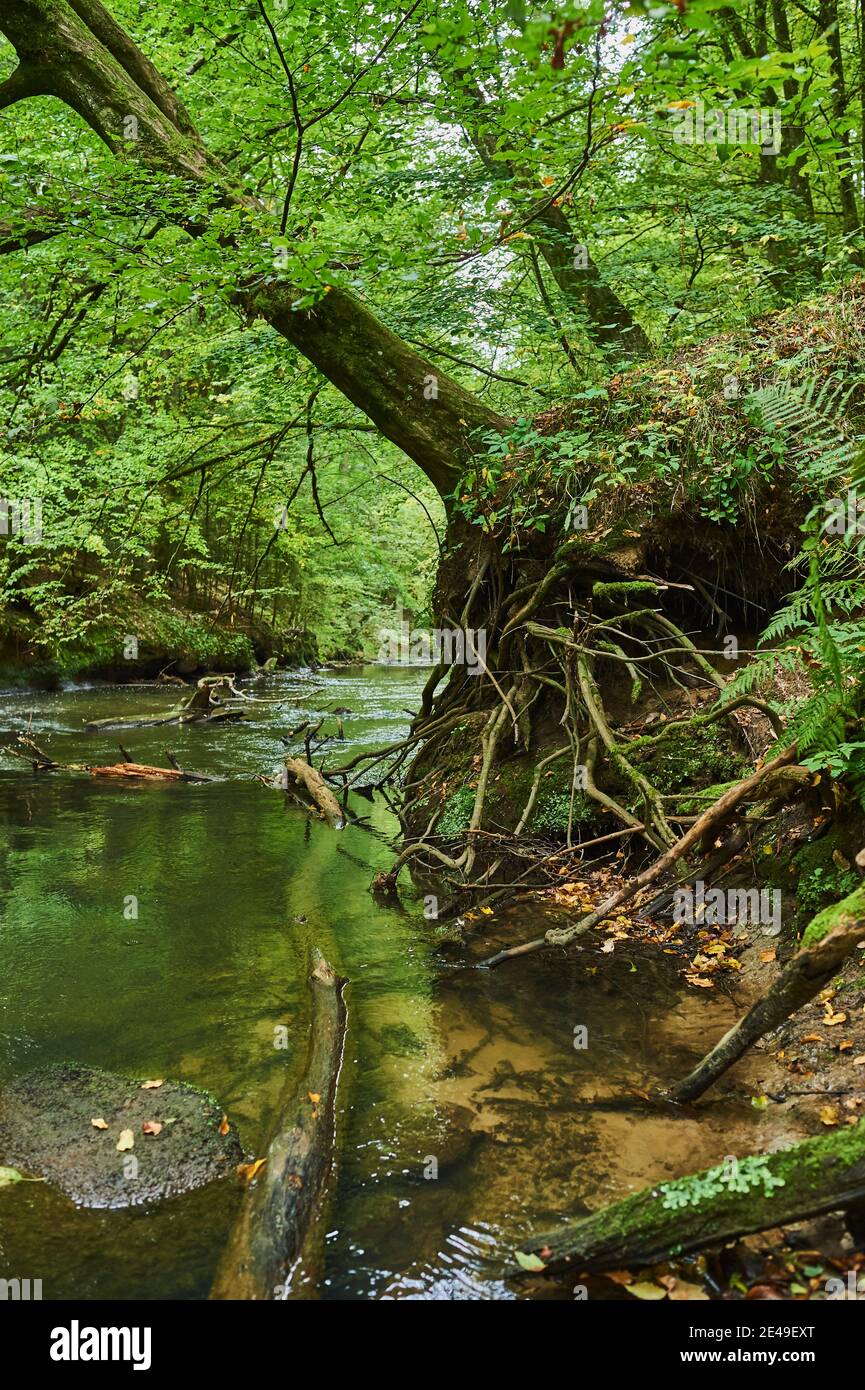 Felswand und Laubbäume auf der Schwarzach, Geotop und Naturschutzgebiet