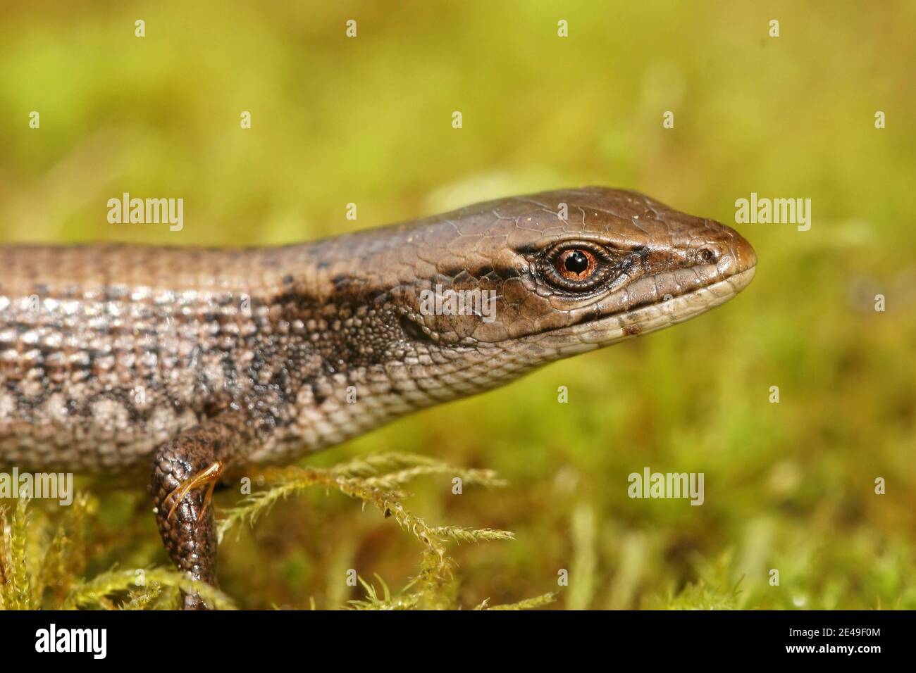 Nahaufnahme einer subadulten südlichen Alligatorechse, Elgaria multicarinata Stockfoto