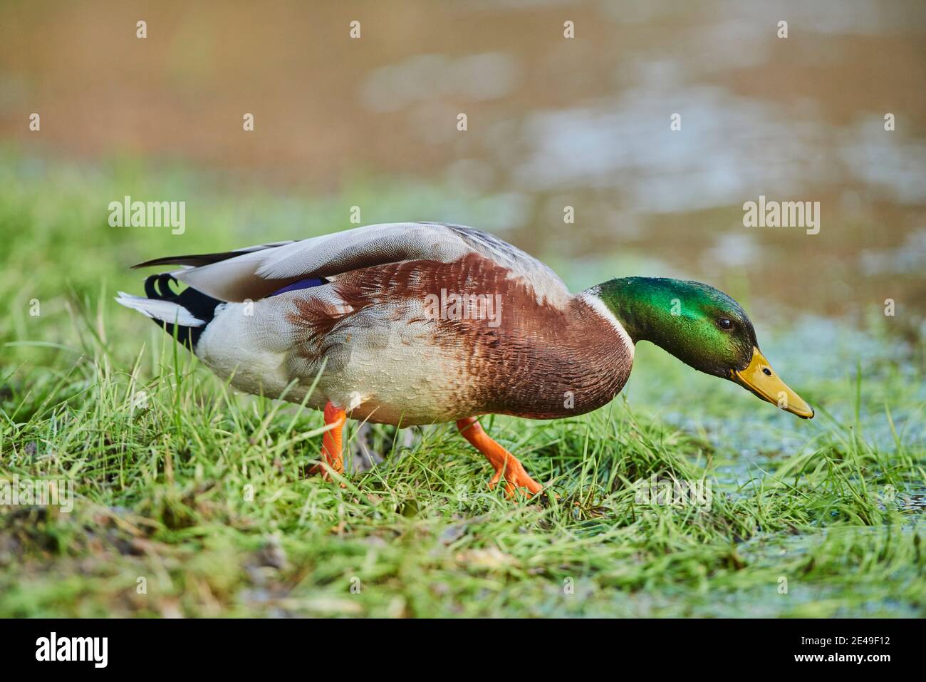 Mallard (Anas platyrhynchos), drake Spaziergänge an den Ufern der Donau, Bayern, Deutschland, Europa Stockfoto