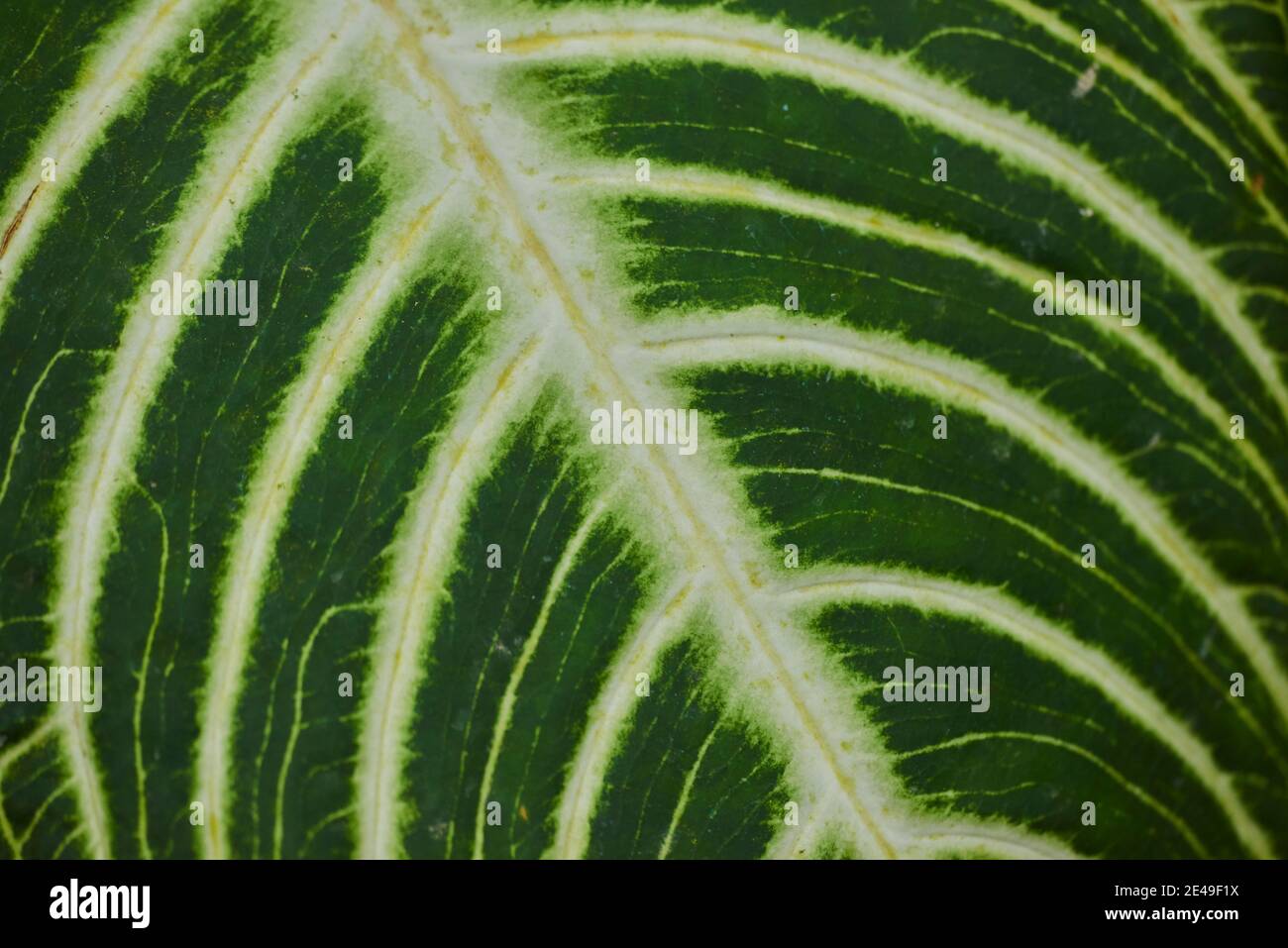 Elefantenohr, Caladium lindenii, Blatt, Detail, Deutschland Stockfoto