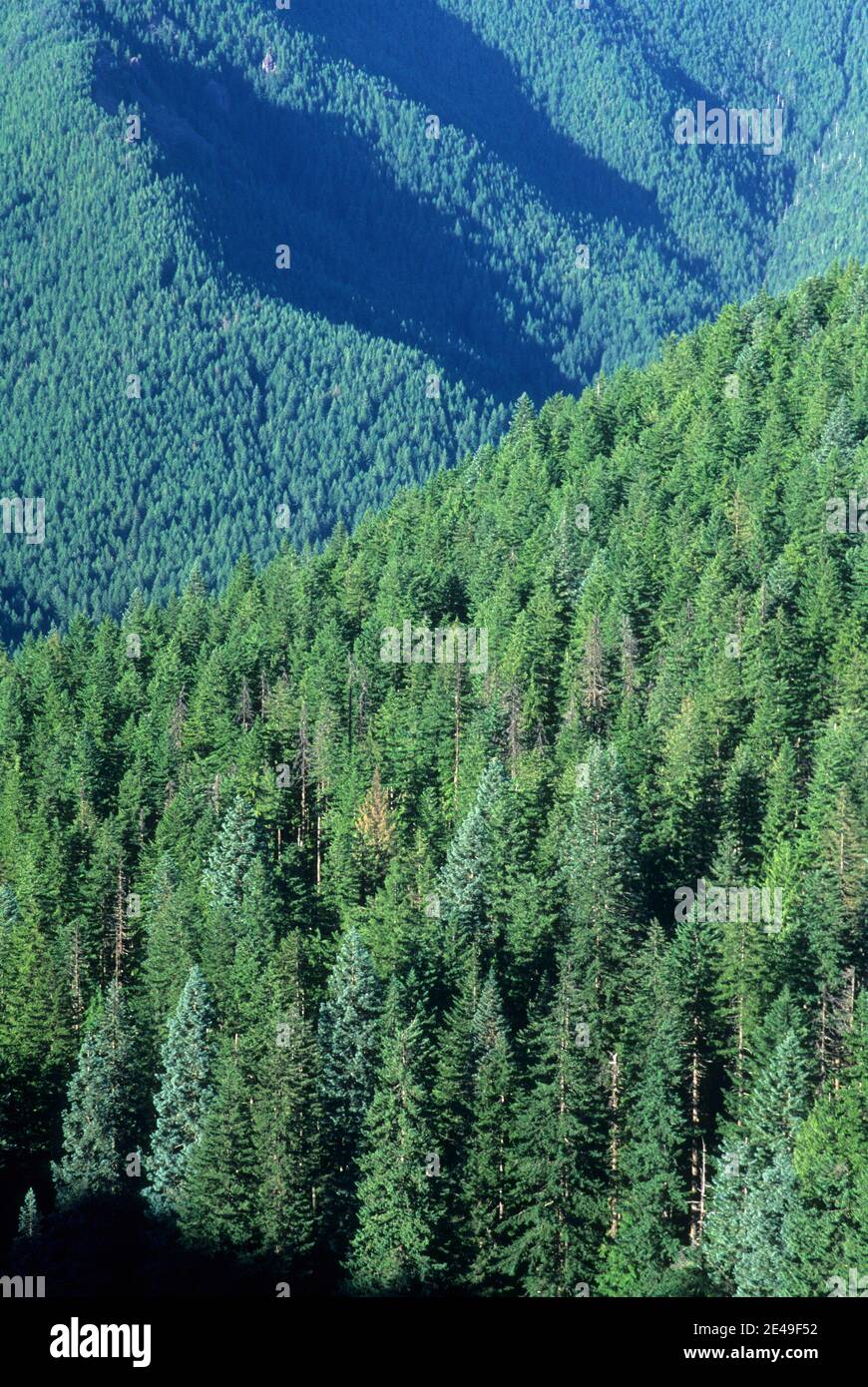 Eagle Creek Drainage aus Old Baldy Trail, Lachs-Huckleberry Wildnis, Mt Hood National Forest, Oregon Stockfoto